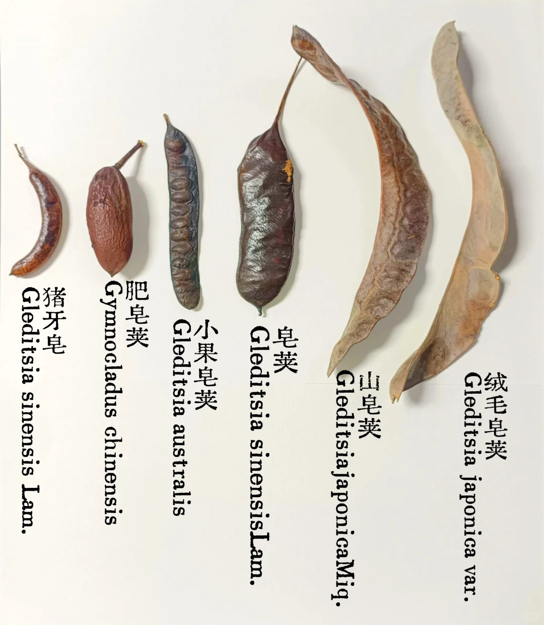 皂荚,不止一面|从“肥皂荚”到“皂荚属”