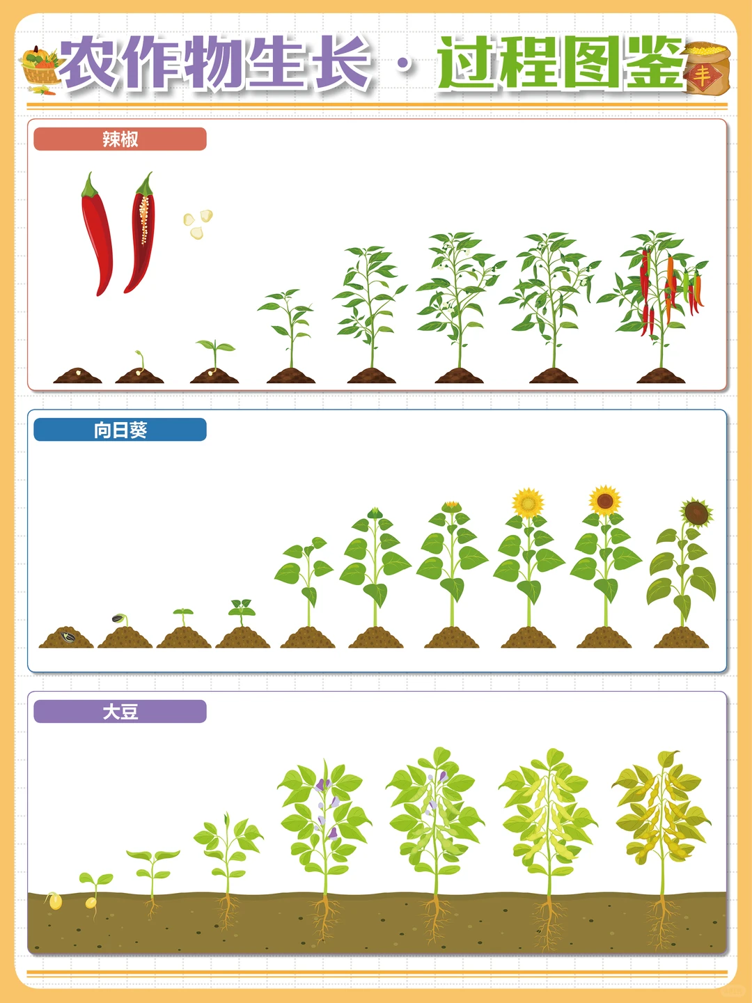 粒粒皆辛苦?让孩子了解丰收背后的故事
