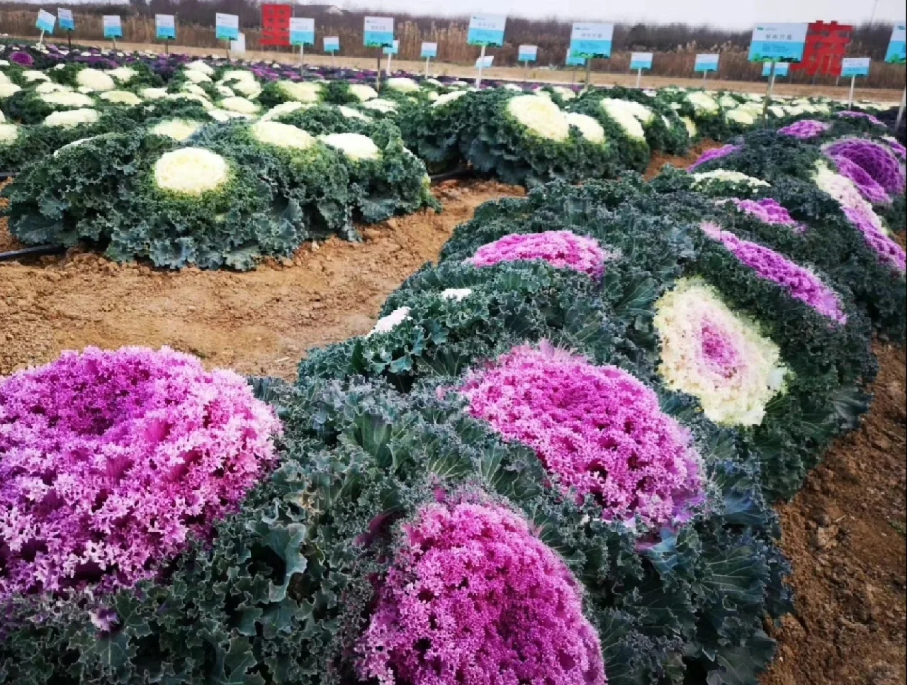 可食用景观植物产业