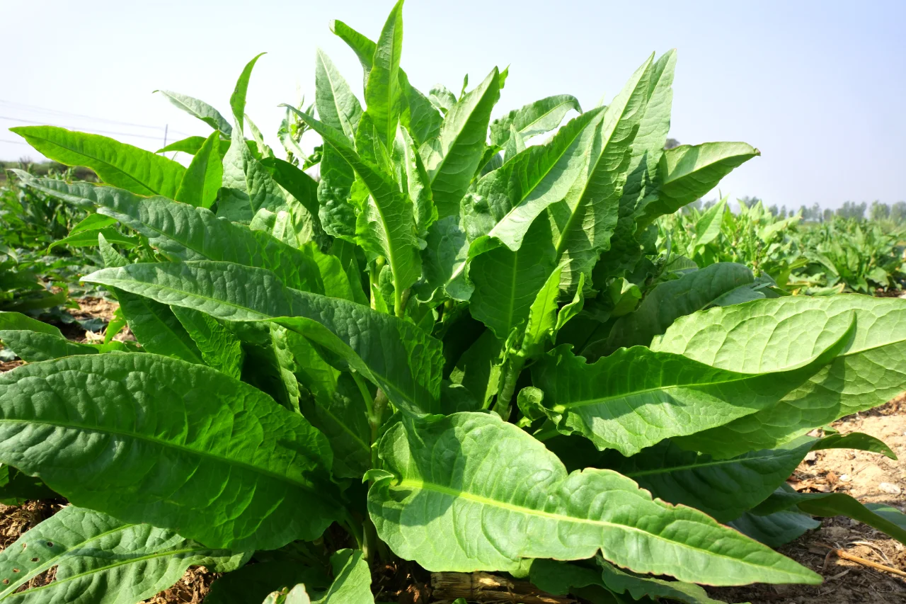 食叶草基地,绿色的未来