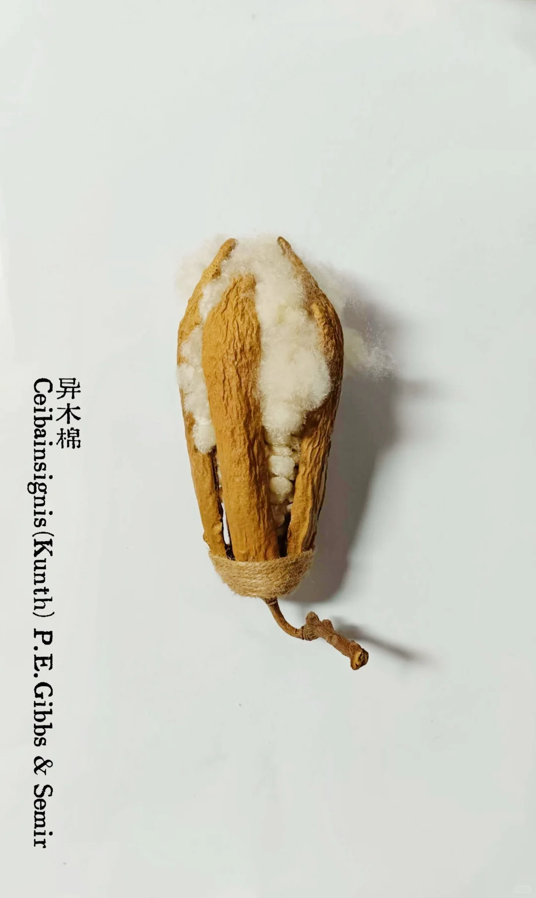 植物叙事｜从田野到英雄树：棉的形态之旅。