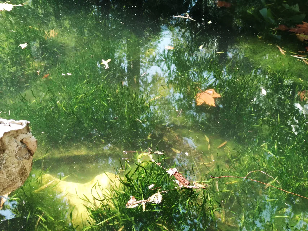 水下森林奇迹,生态界面打造完美水生生态!