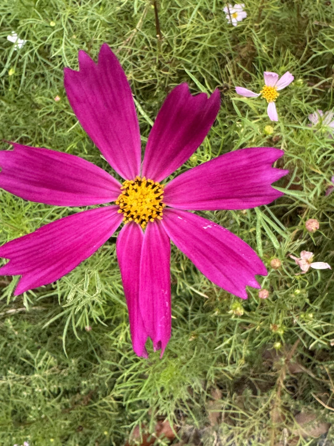 水生态修复美图