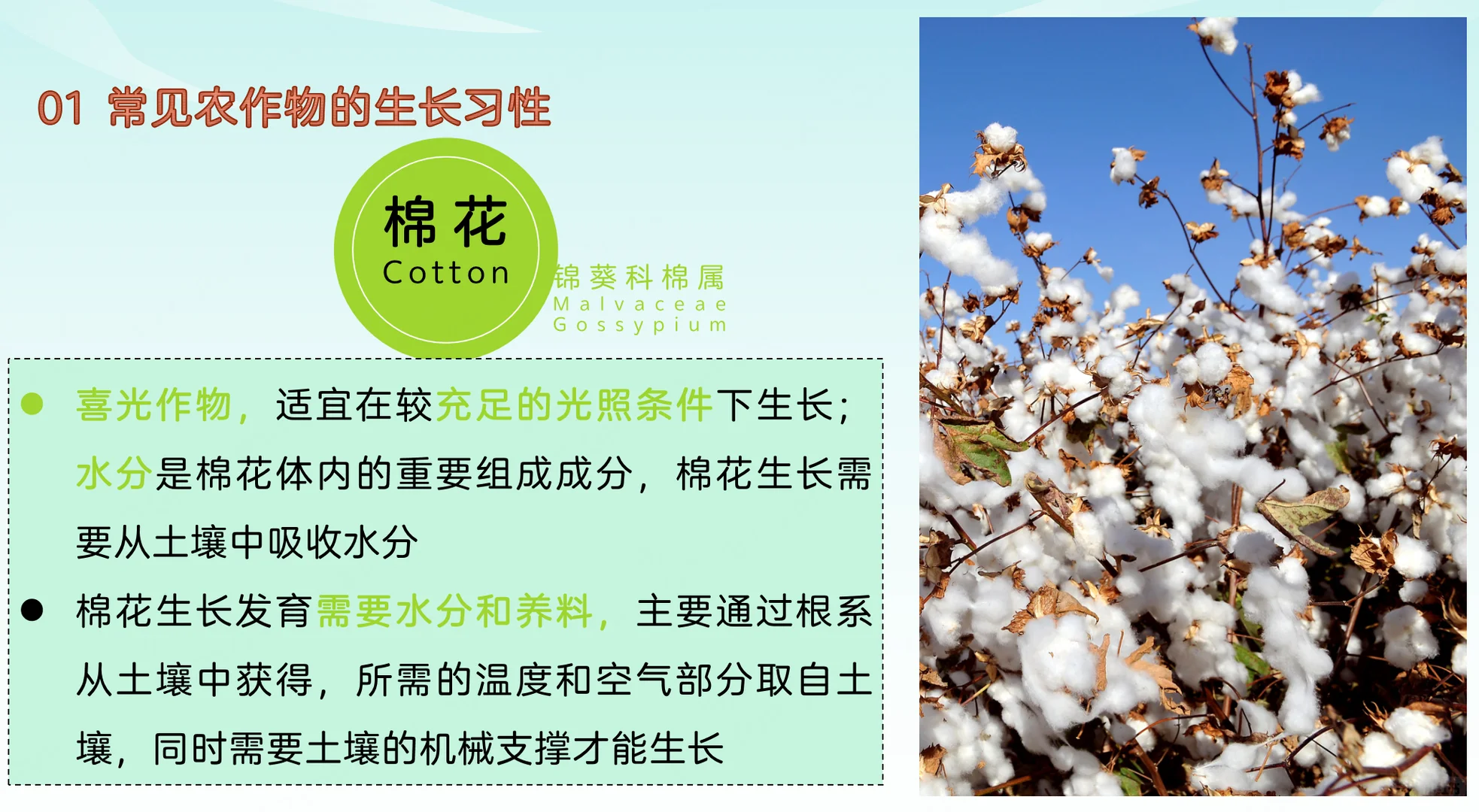 地理热点：常见农作物的生长习性