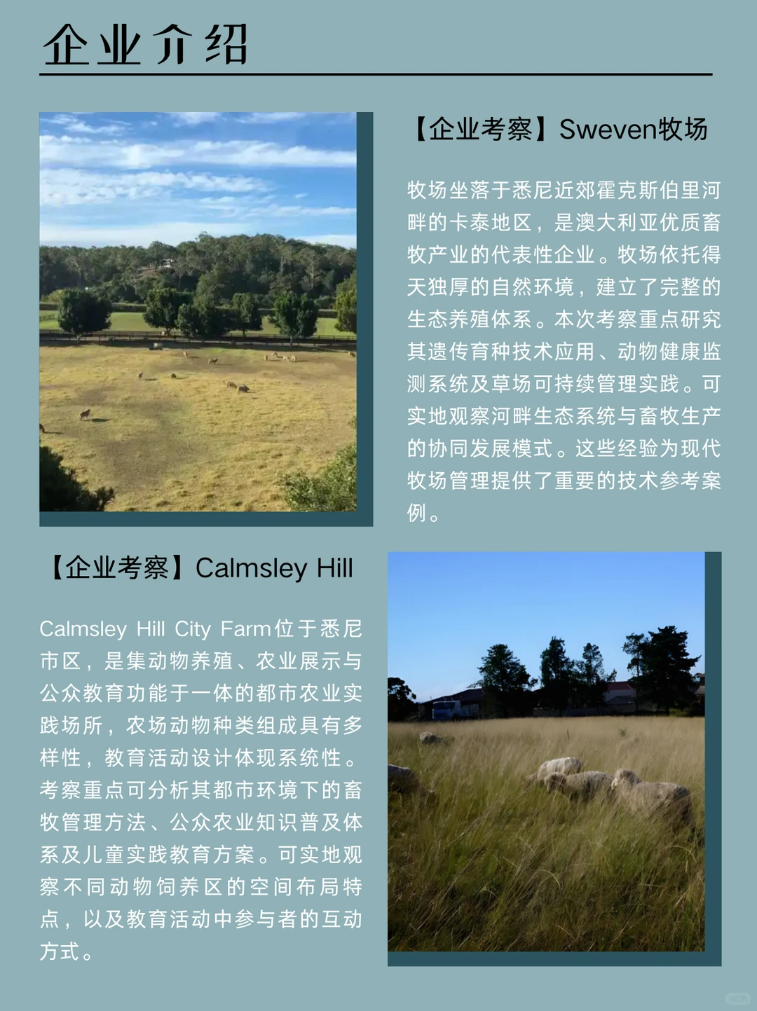 澳洲标杆牧業：百年传承与科技养殖融和