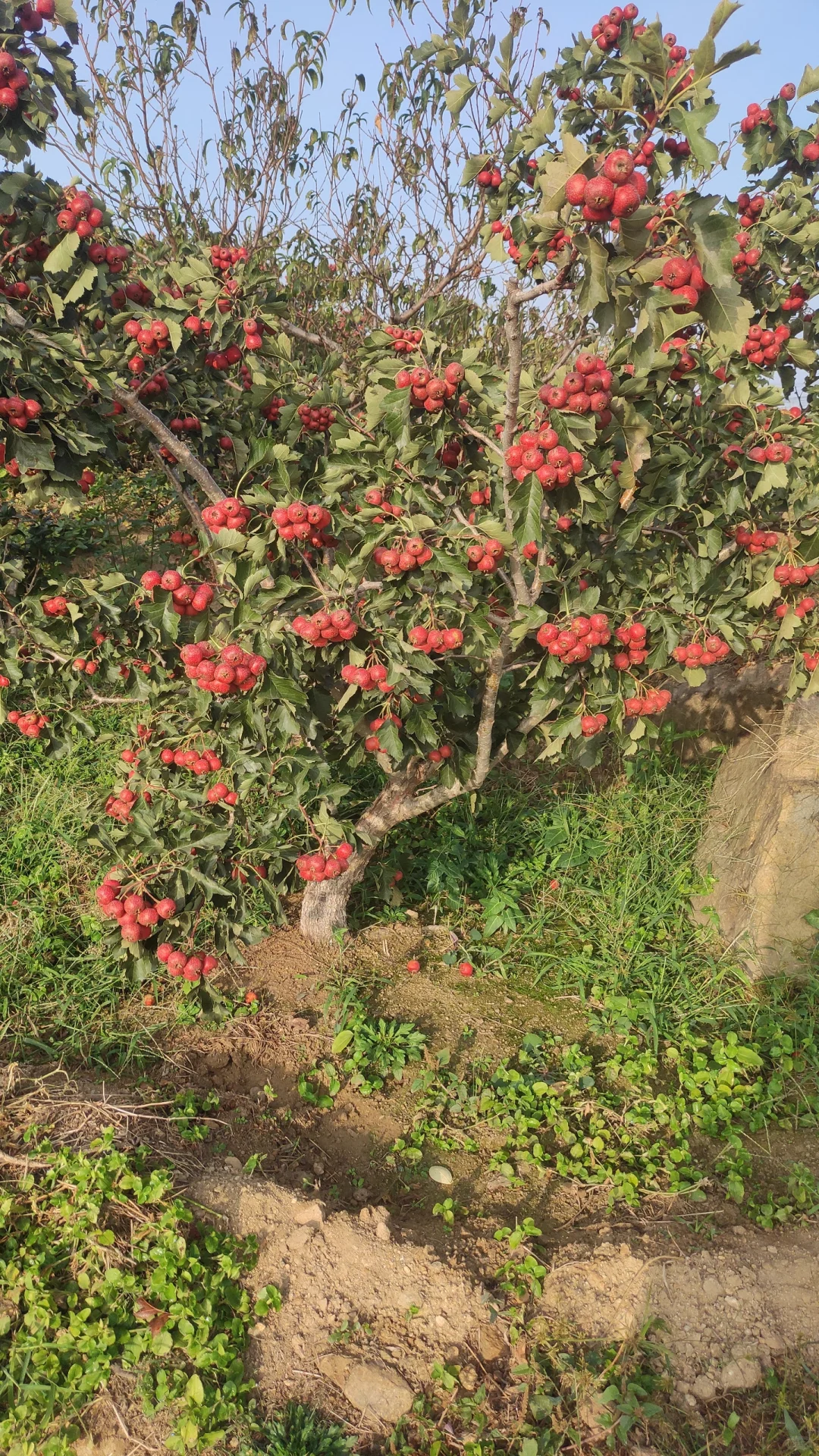 一觉醒来天塌了，山楂树卖给谁啊