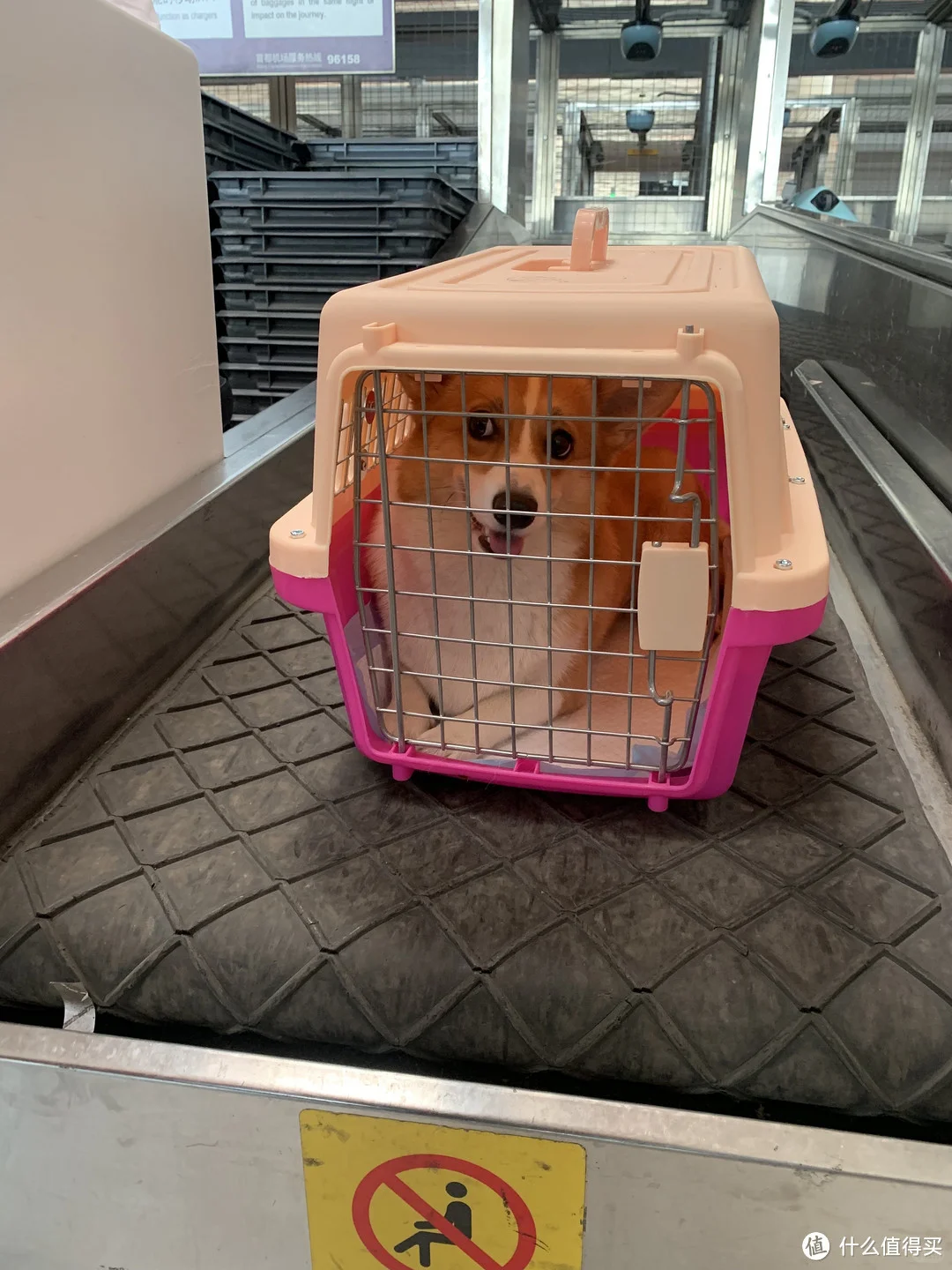 六盘水猫猫托运-宠物飞机运输