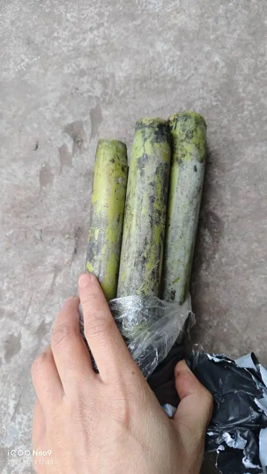 重庆本地老品种青甘蔗 生态野放种植自留种