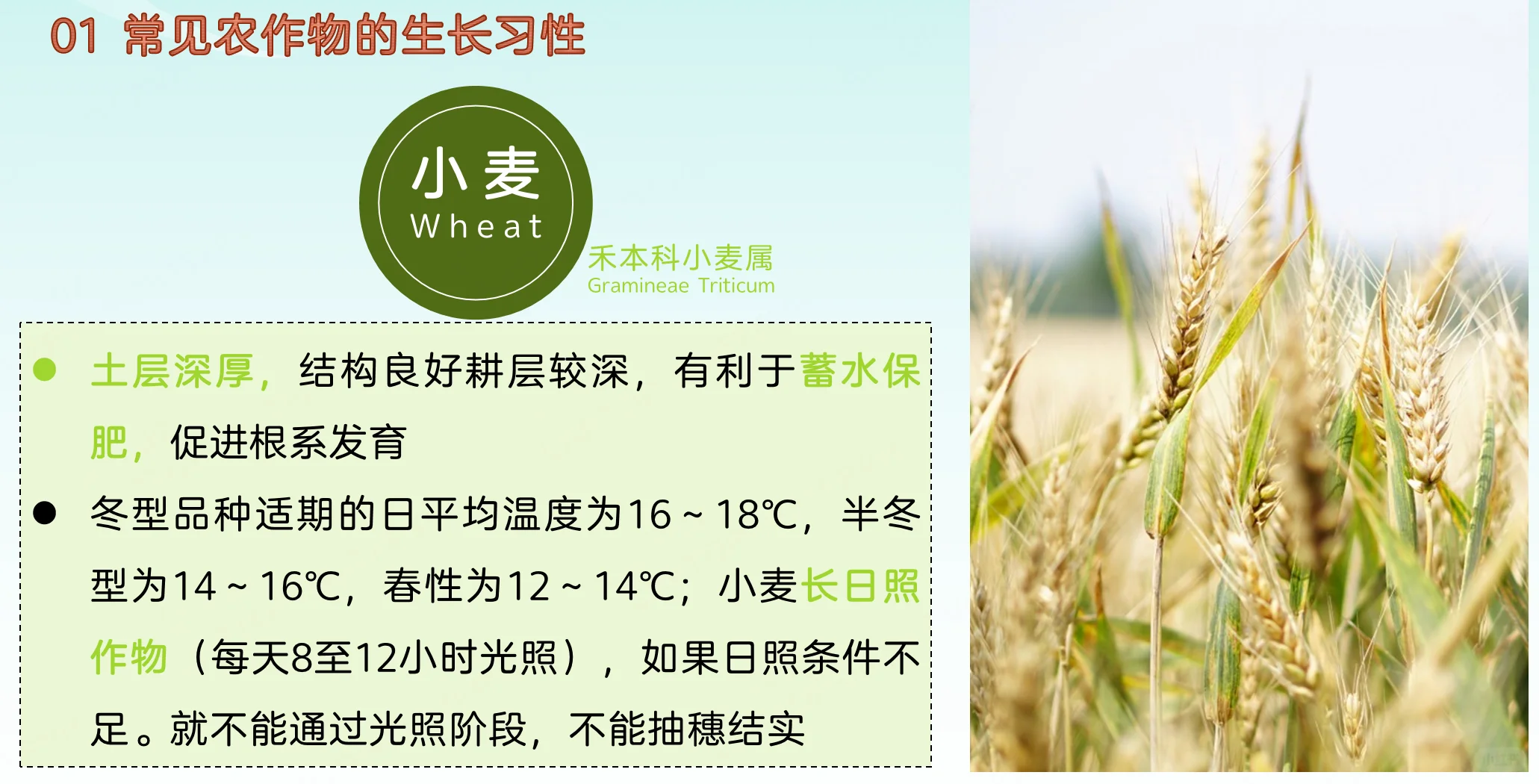 地理热点：常见农作物的生长习性