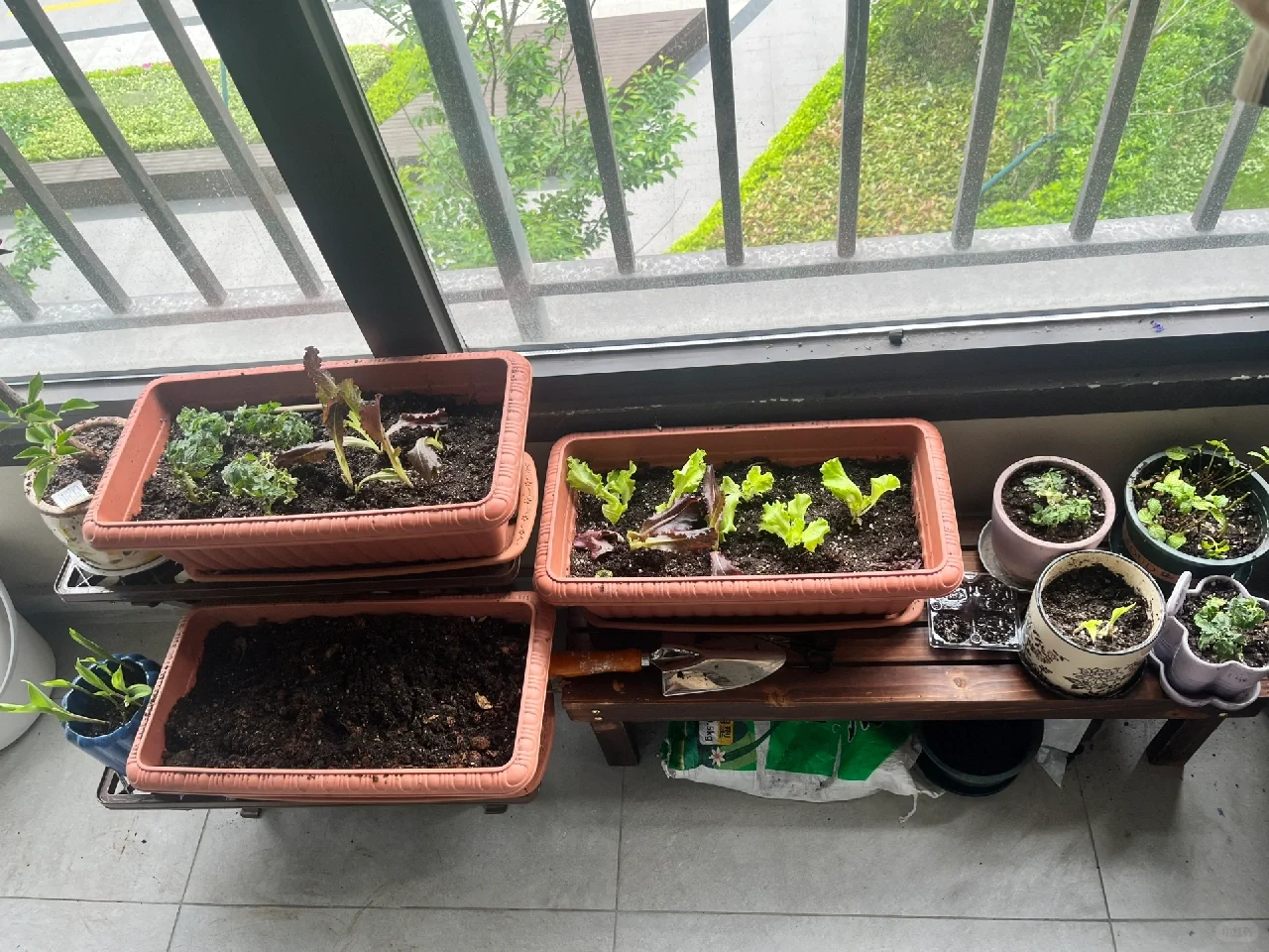 是时候搞点经济作物了