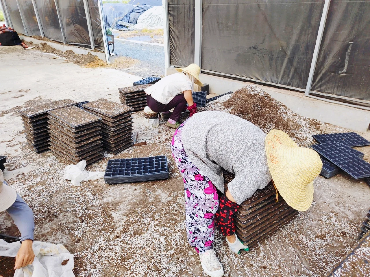 可食用景观植物产品生产