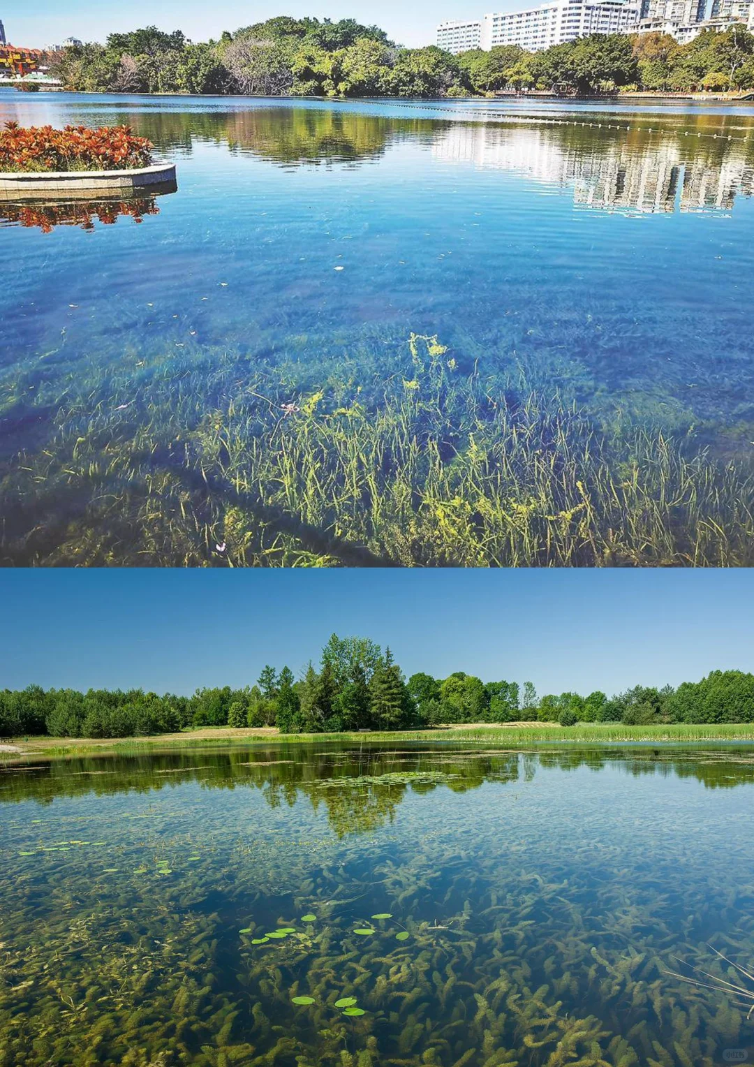 景观生态修复———净水植物