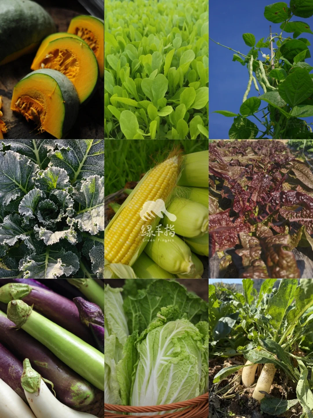 在广东，12月能吃到什么菜?