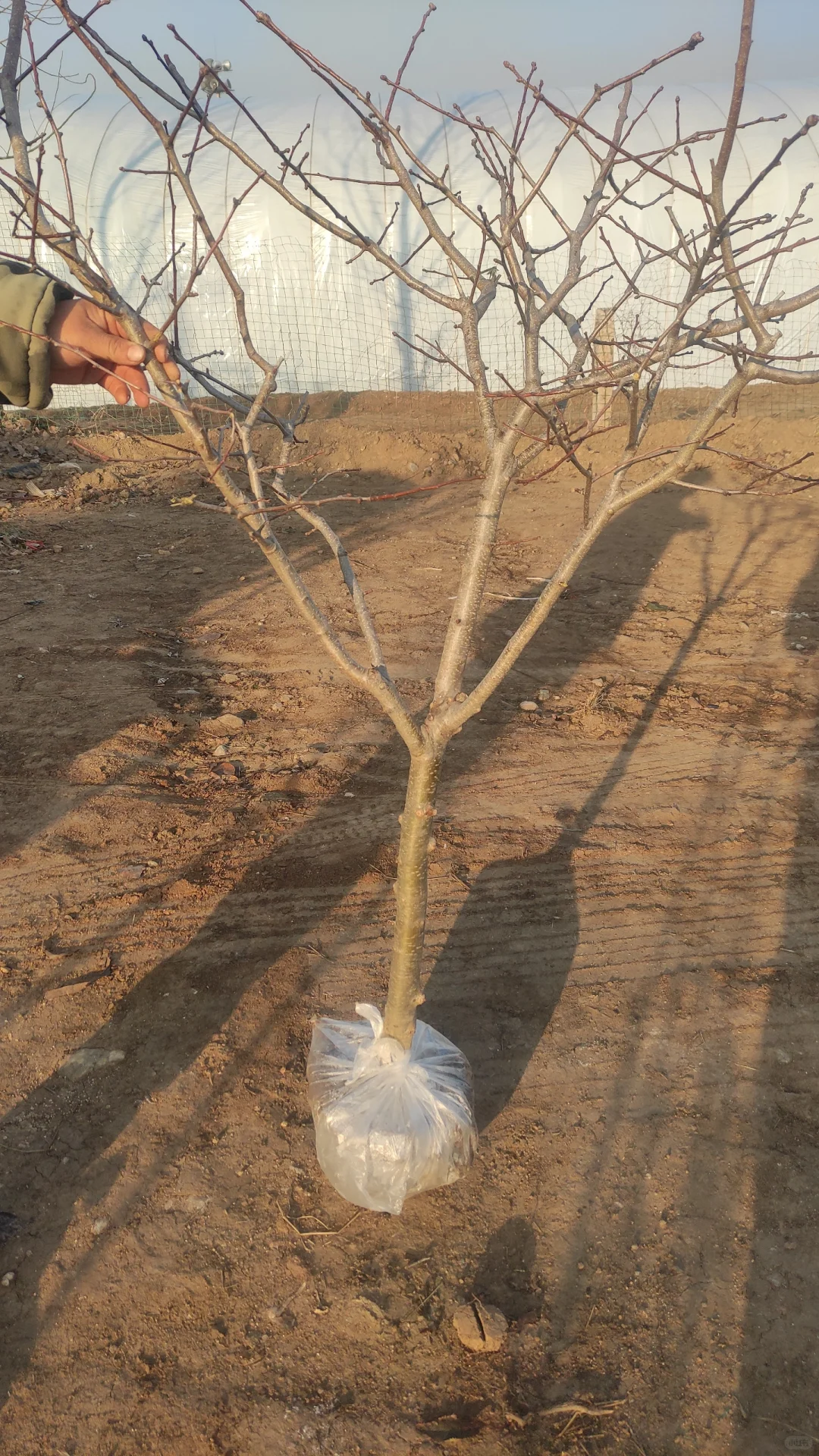 一觉醒来天塌了，山楂树卖给谁啊