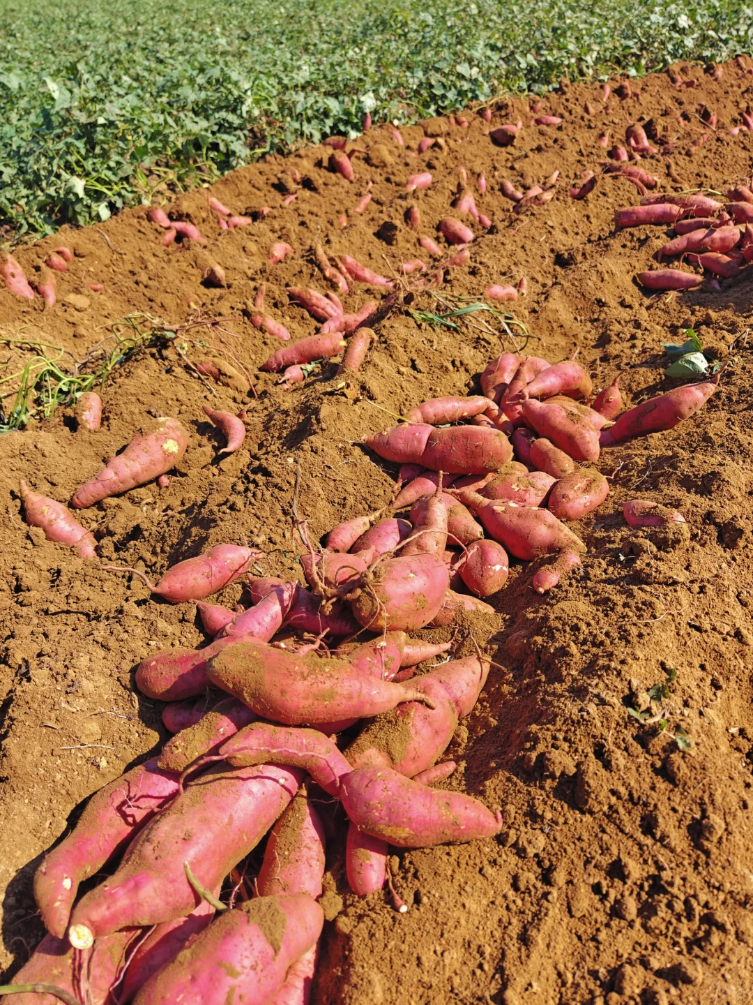 红薯已经收完了