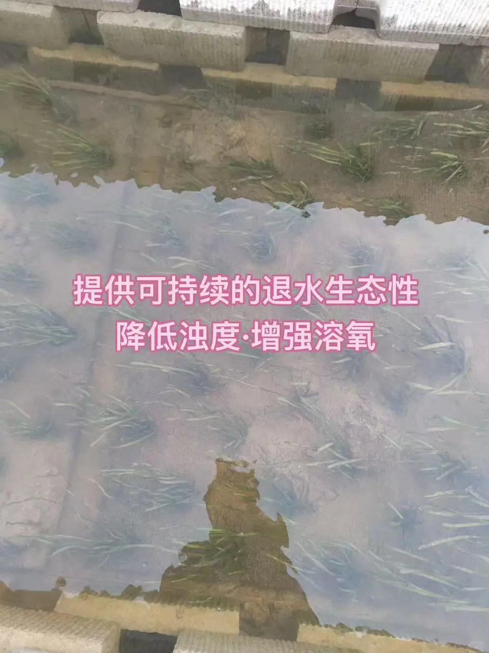 水下森林沉水草皮 · 生态退水渠工程实拍