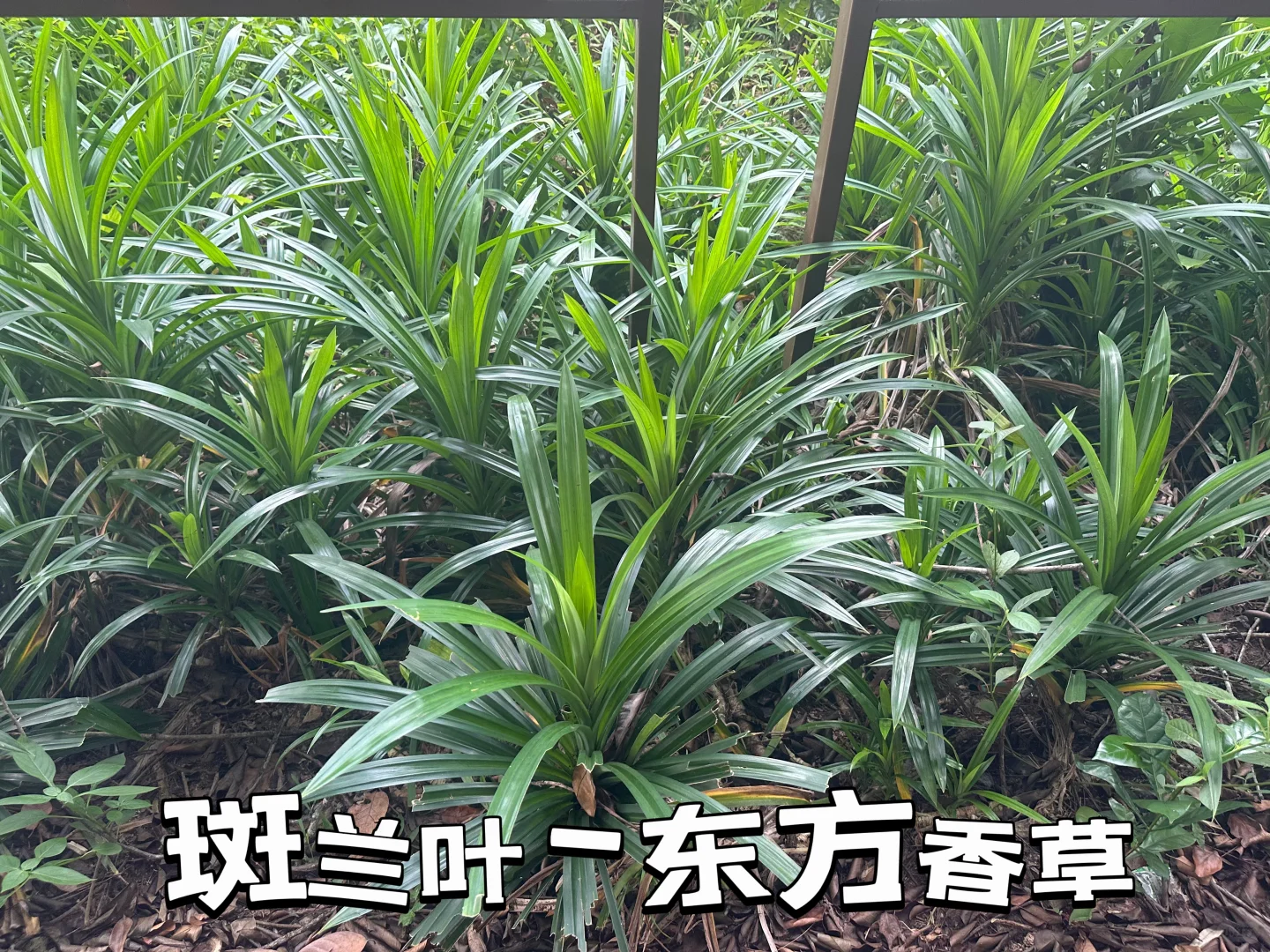 热带经济作物科普之旅