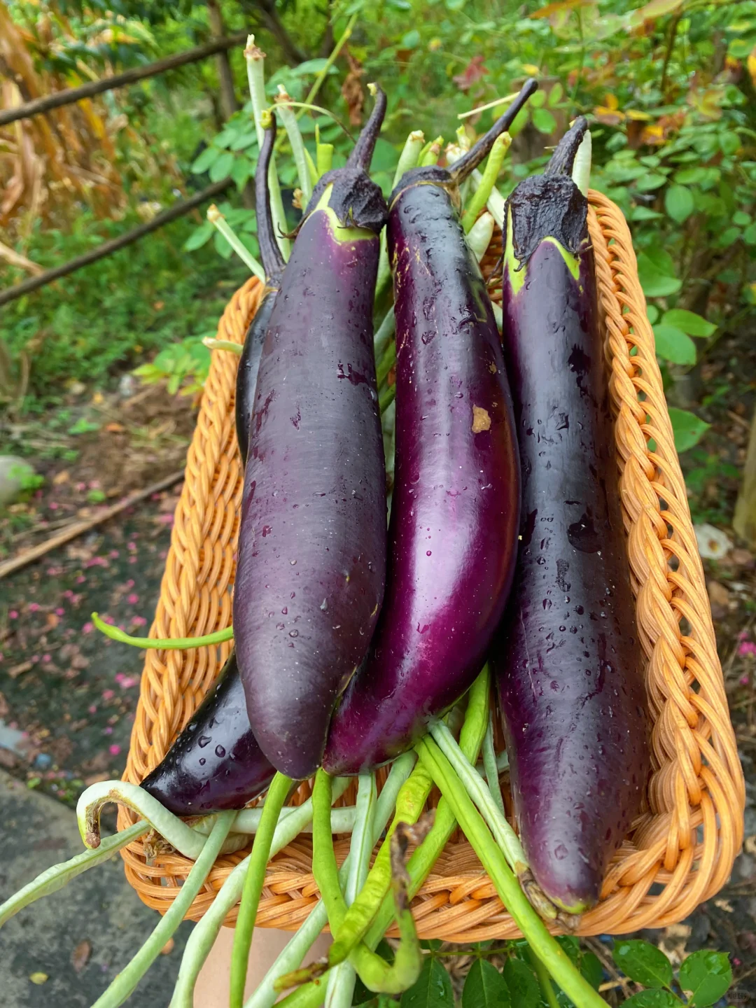 当我开始关心粮食和蔬菜后……