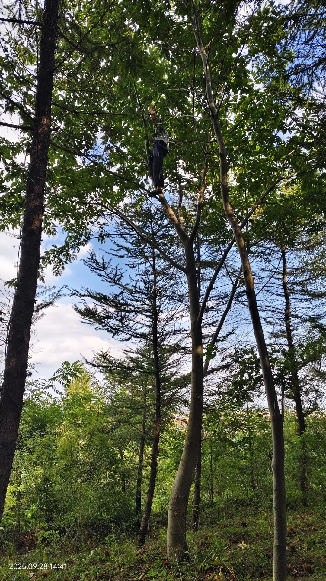 那些避雷丹东板栗的你出来。