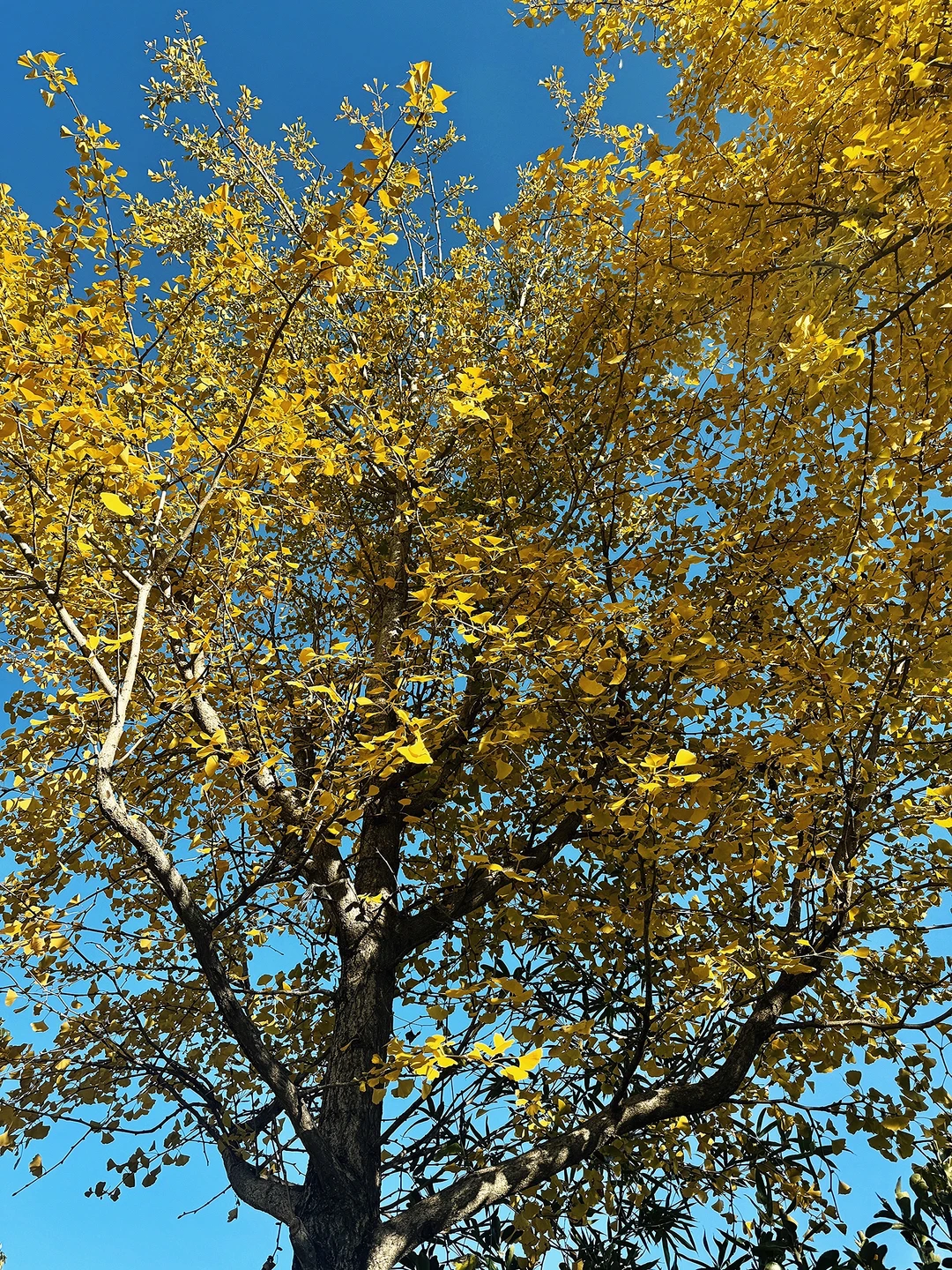 在大理发现了一家巨有性价比的山景咖啡厅