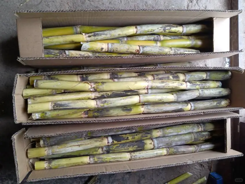 重庆本地老品种青甘蔗 生态野放种植自留种