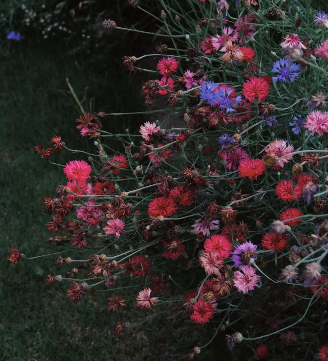 可食用性景观植物开发价值