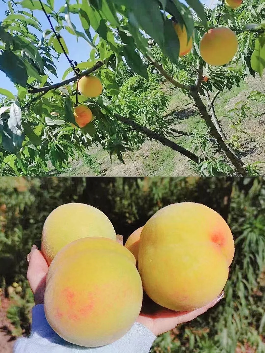 爱心助农暖人心，道和健康显担当