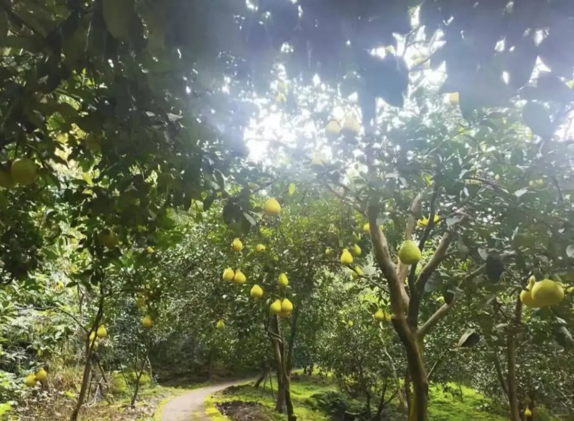长寿区商联会助农助残绘就乡村振兴新画卷