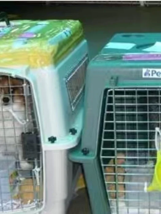 六盘水猫猫托运-宠物飞机运输