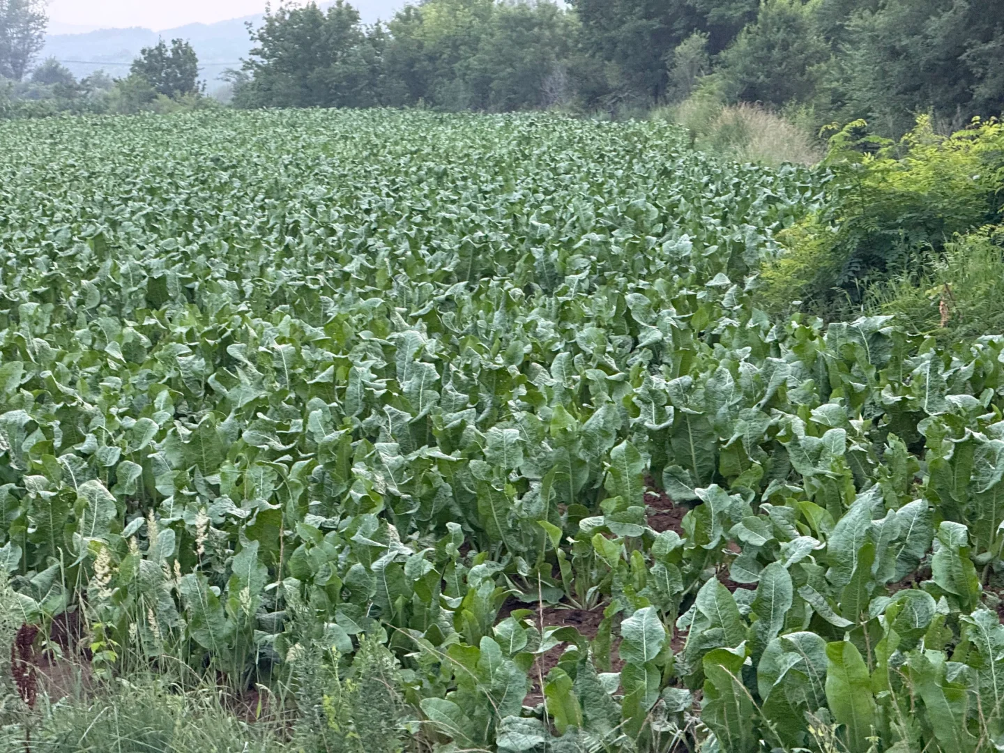 烟草田：经济作物的生态与产业图景