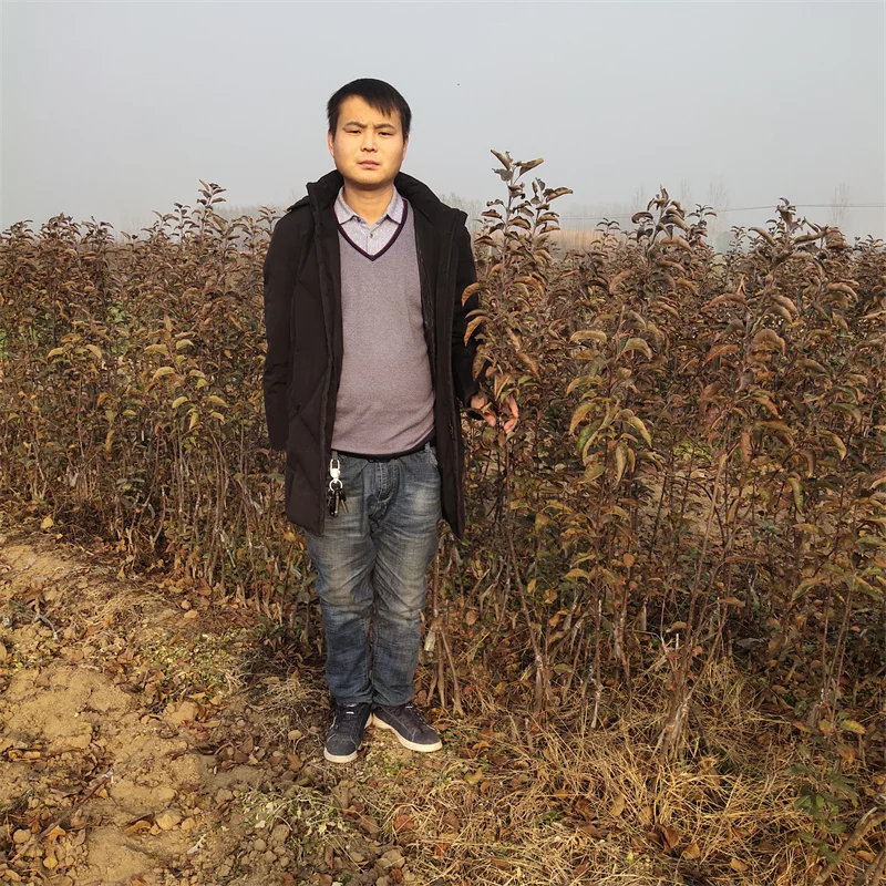 【玉露香梨树苗】栽培效益