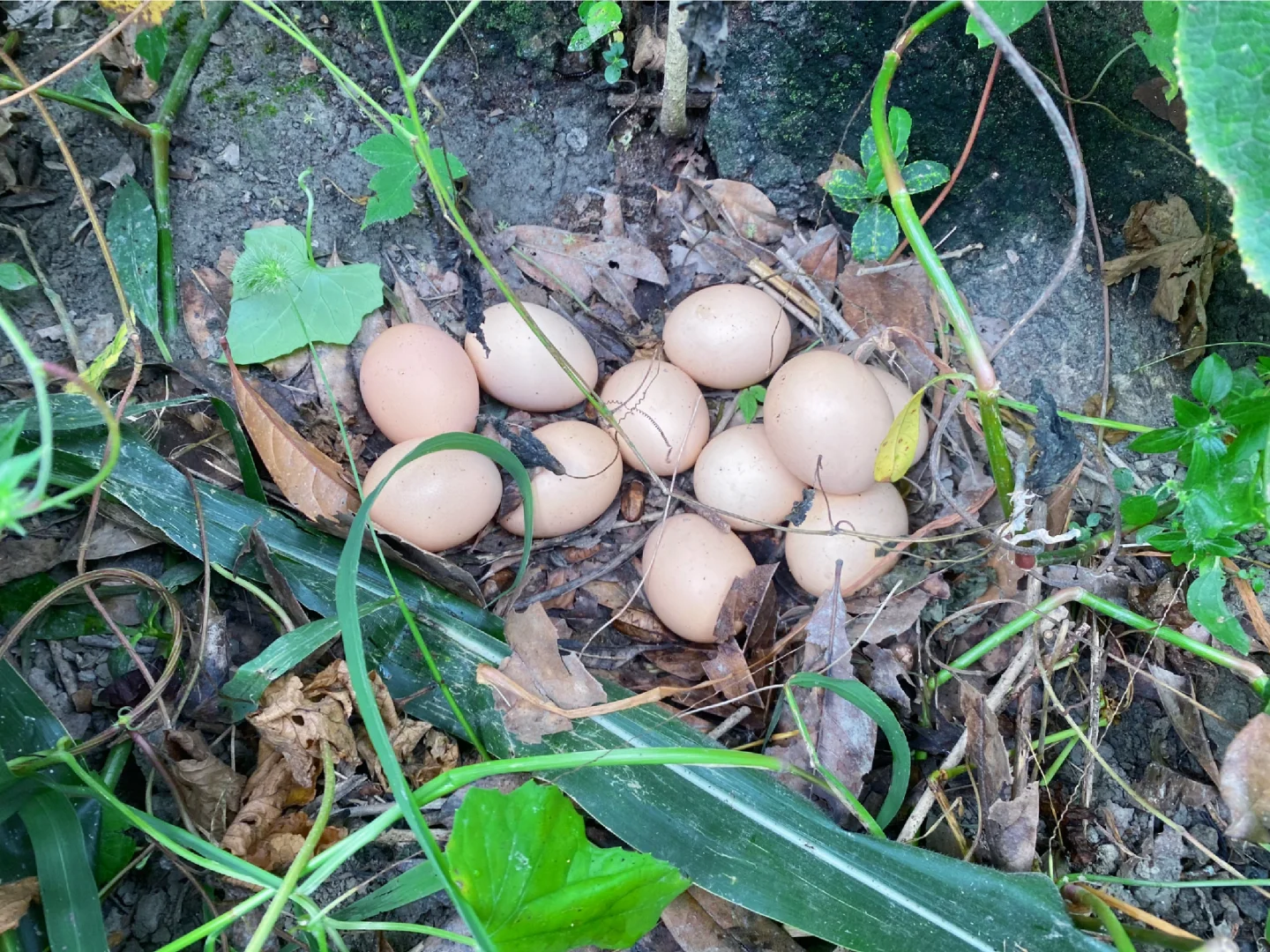 当我开始关心粮食和蔬菜后……