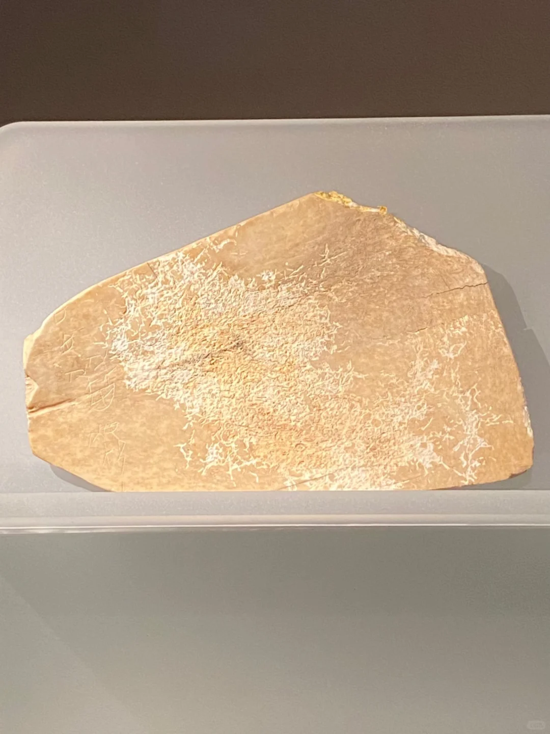 西周 “稼稷”卜骨@宁夏文物考古研究所