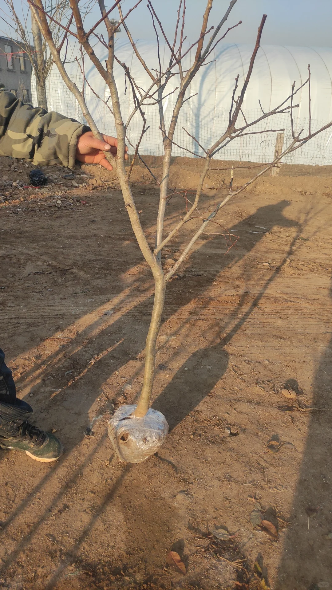 一觉醒来天塌了，山楂树卖给谁啊