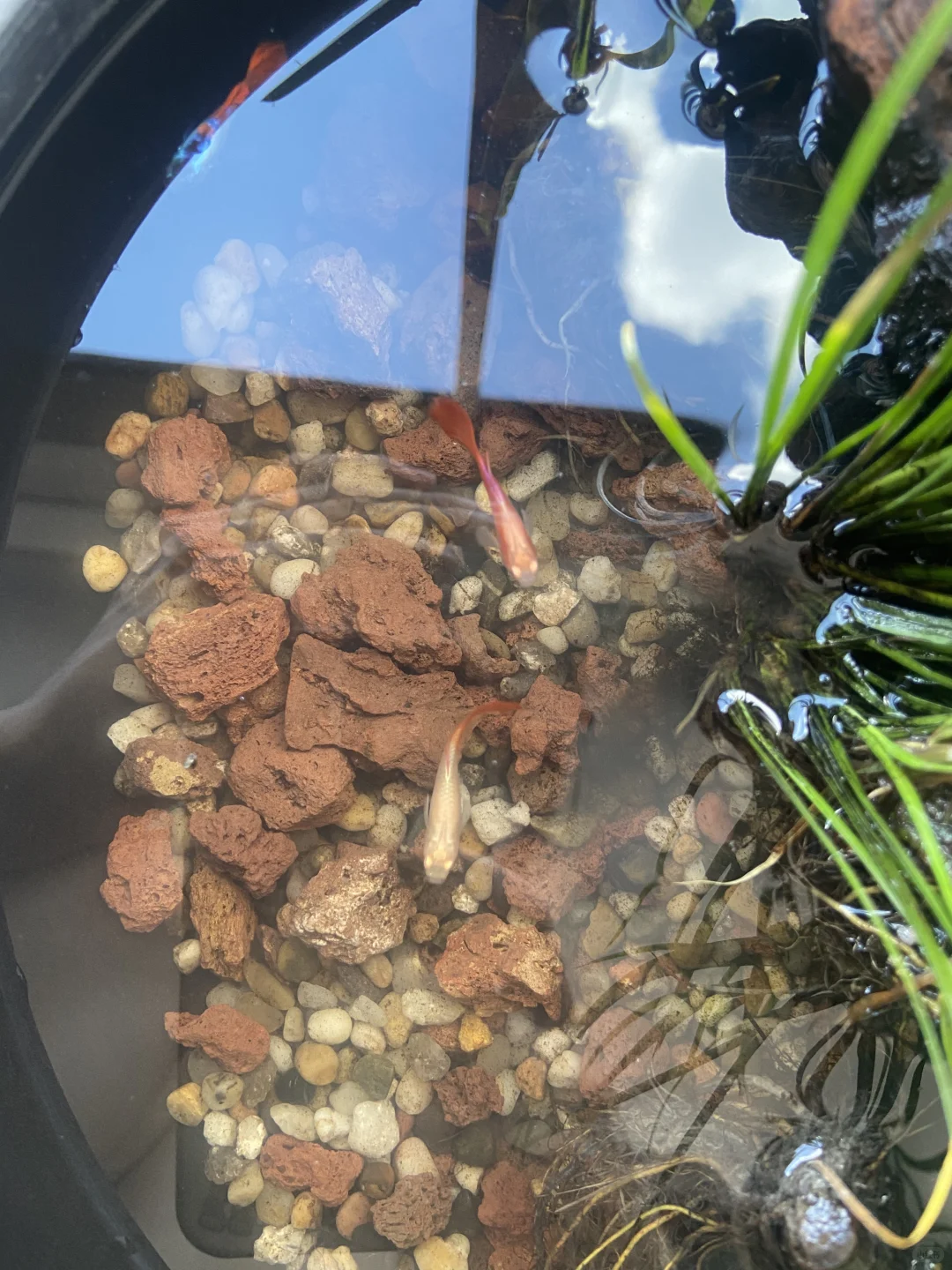 亲测有效，鱼缸变清了