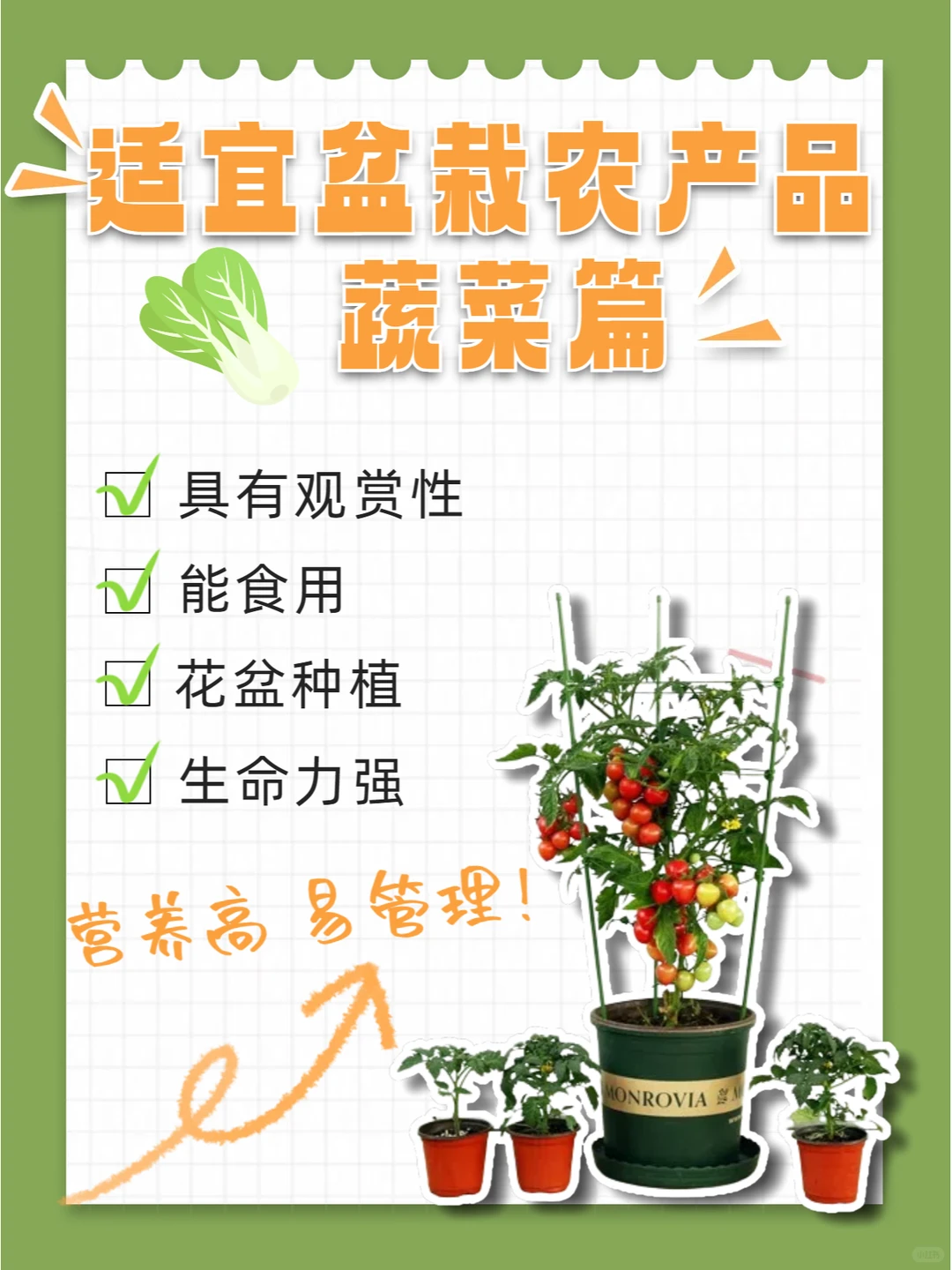 适合盆栽的农产品 蔬菜篇