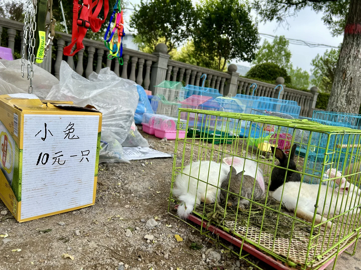 河北邯郸峰峰矿区黑龙洞小记