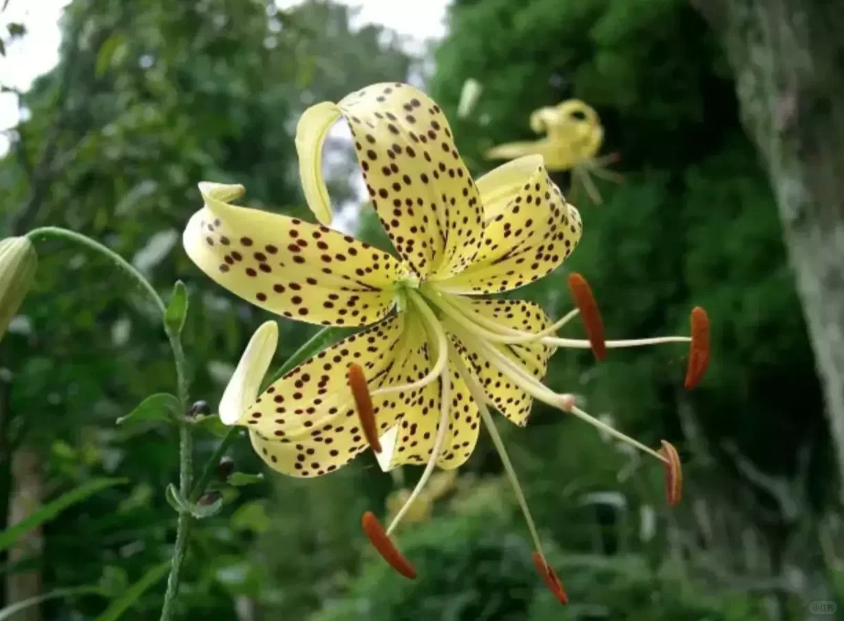 可食用性景观植物开发价值