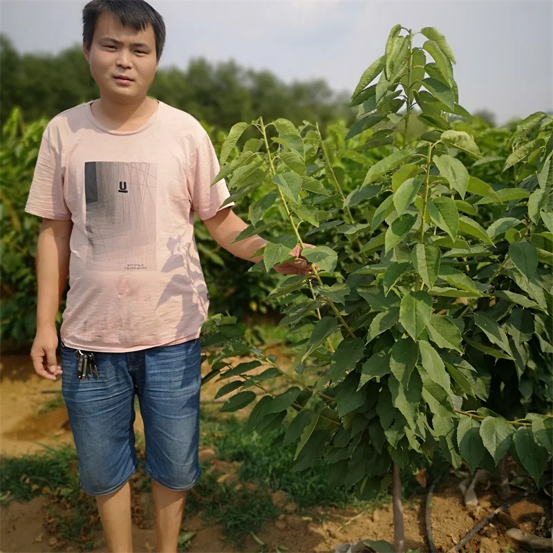 【玉露香梨树苗】栽培效益