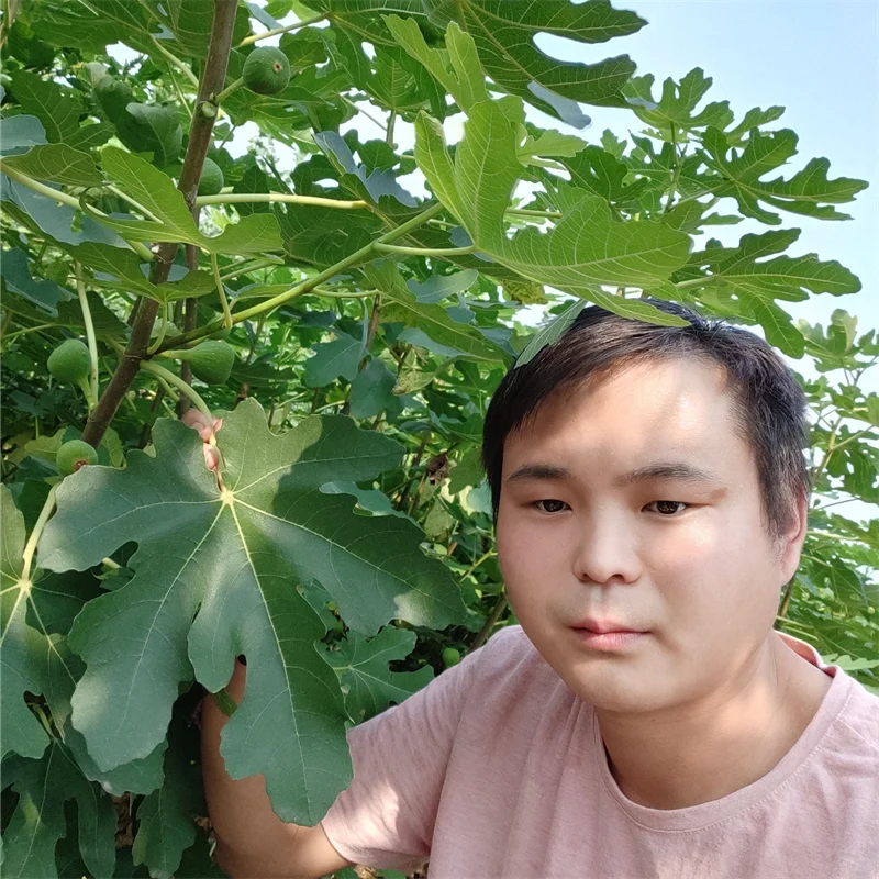 【玉露香梨树苗】栽培效益