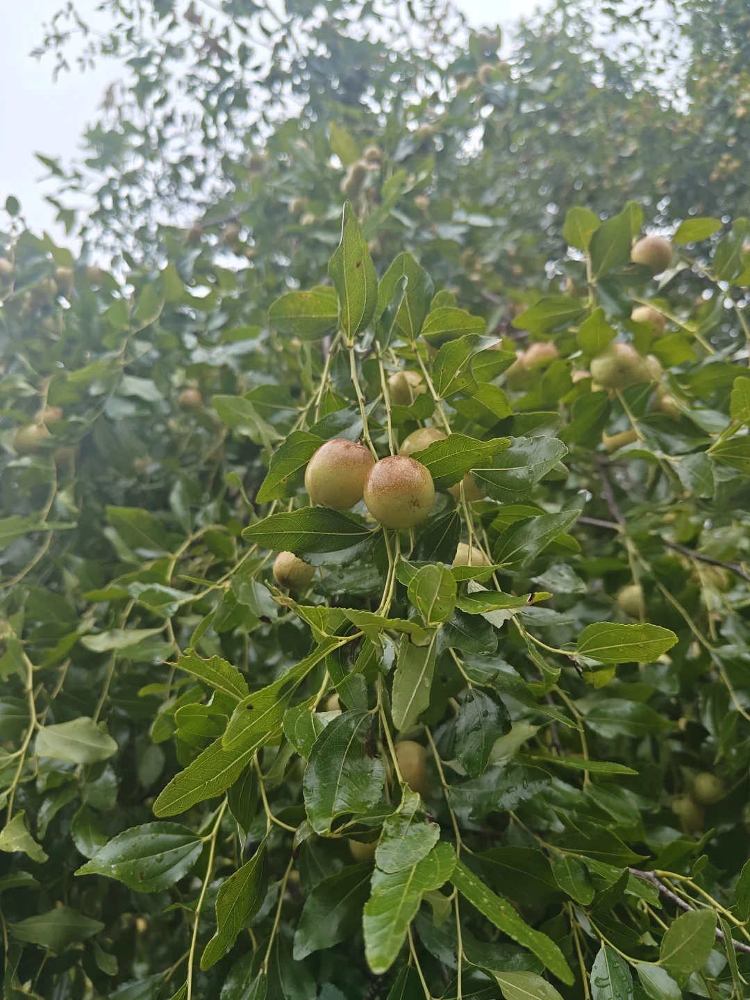 我们一起来认识身边的植物——米枣