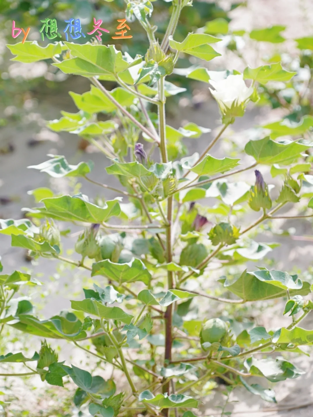 新疆植物|这是什么植物呀？?
