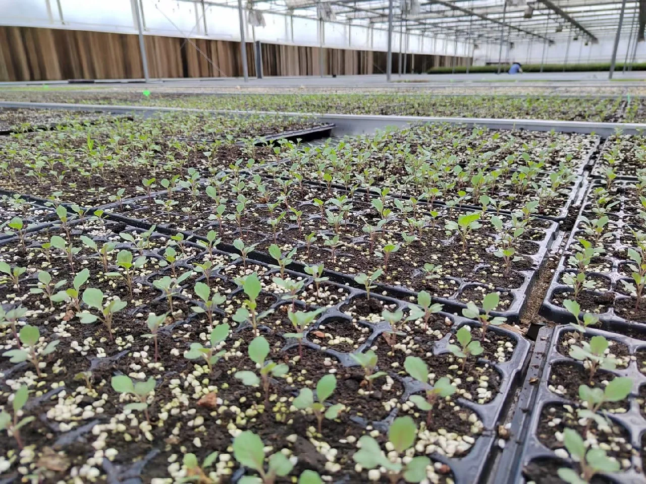 秋冬季可食用性景观植物