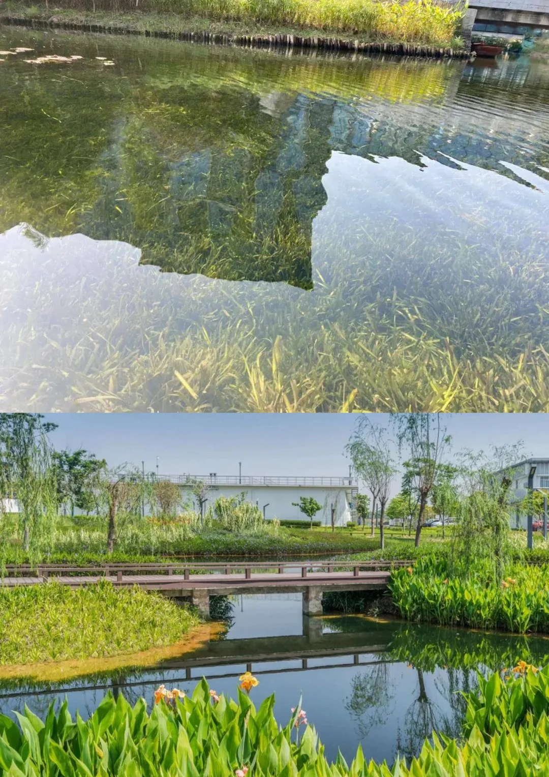 景观生态修复———净水植物