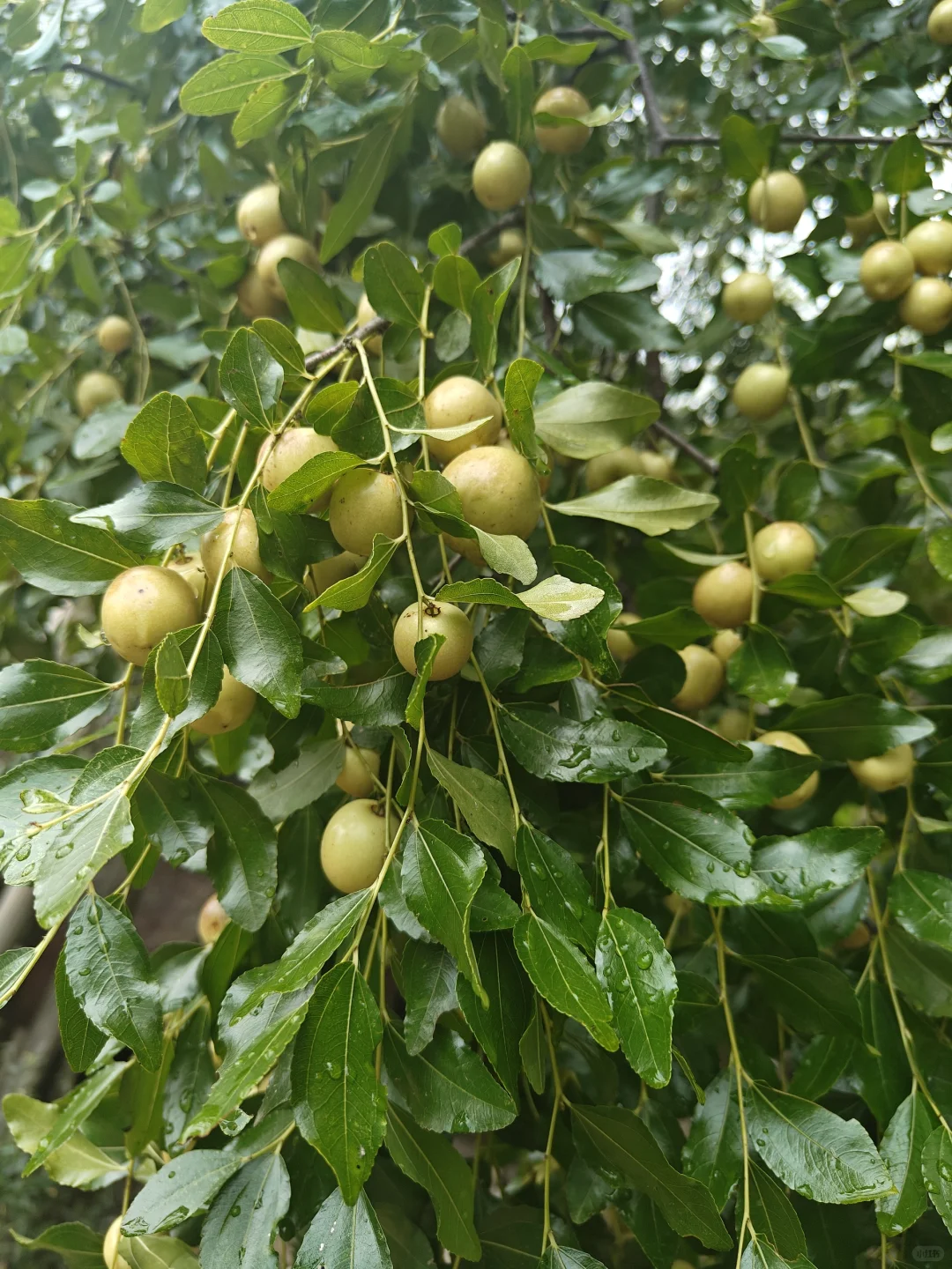 我们一起来认识身边的植物——米枣