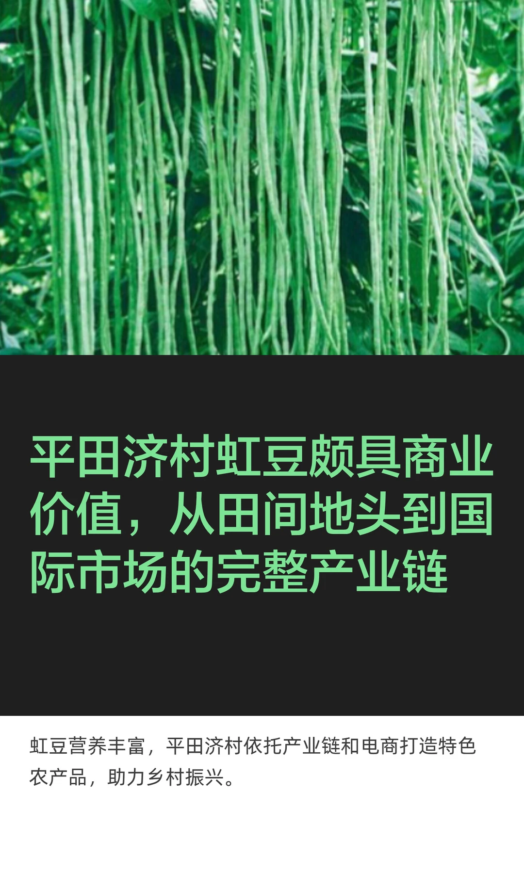 廉江平田济村虹豆颇具商业价值，完整产业链