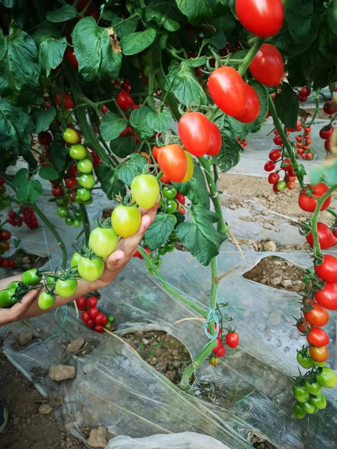 可食用性景观植物