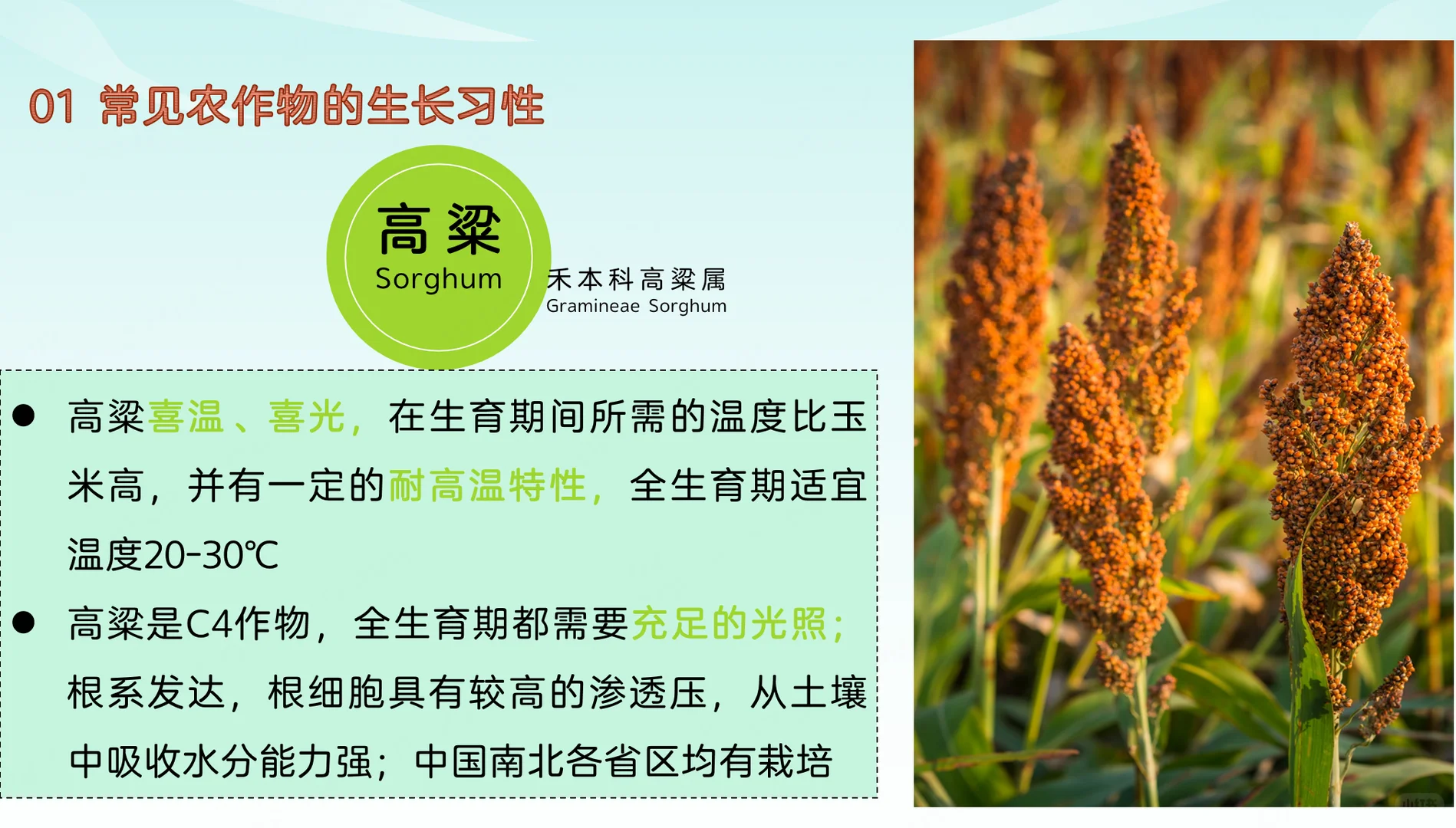 地理热点：常见农作物的生长习性