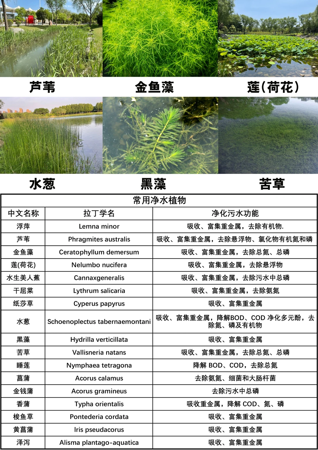 景观生态修复———净水植物