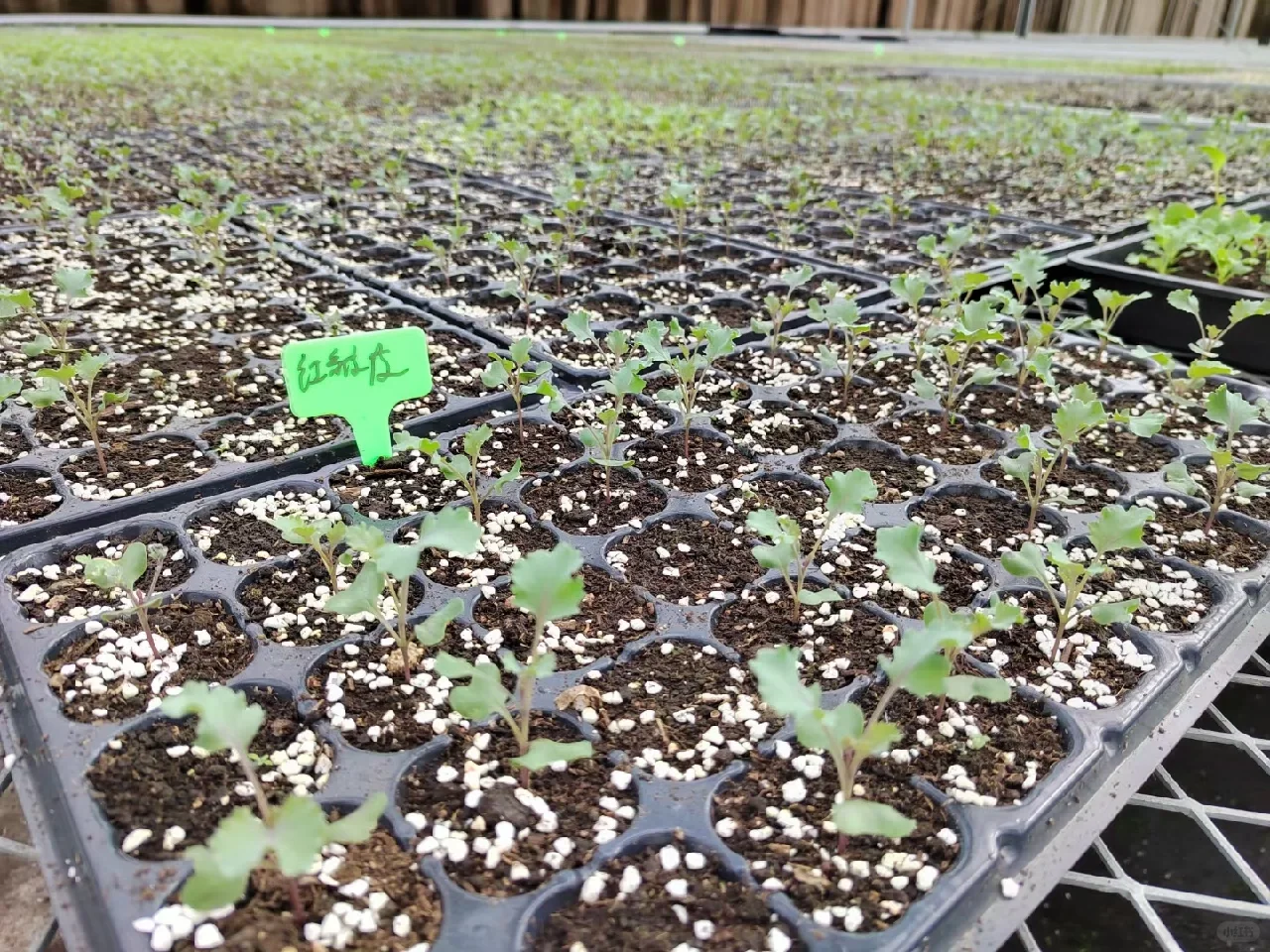 秋冬季可食用性景观植物